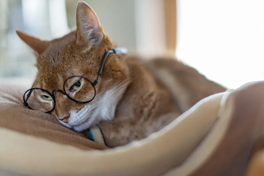 Муги Чан, Мудрый учитель Муги Чан, Мудрый учитель