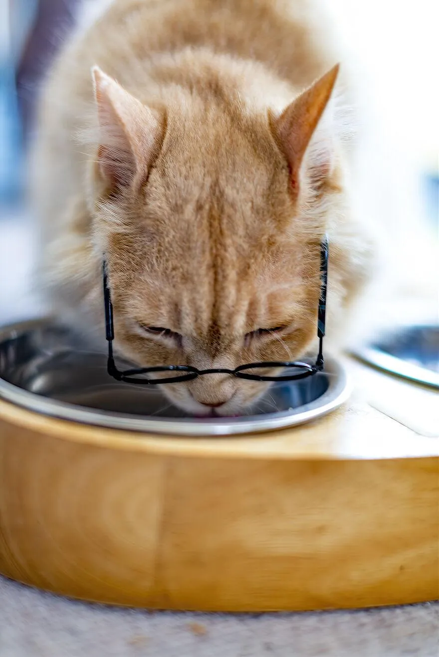 Чатари в роли Гарри Поттера Чатари в роли Гарри Поттера