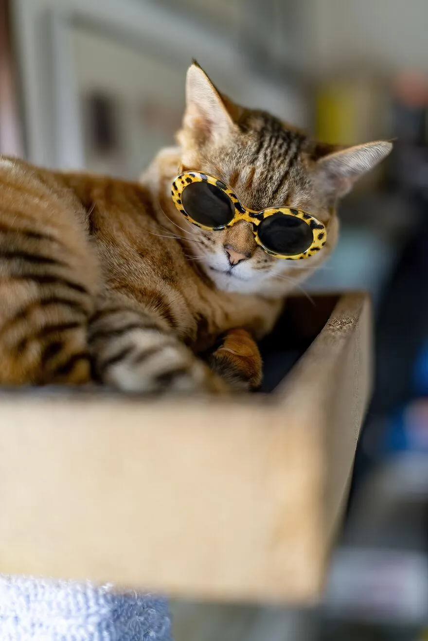 Стильный Каноко Чан Стильный Каноко Чан