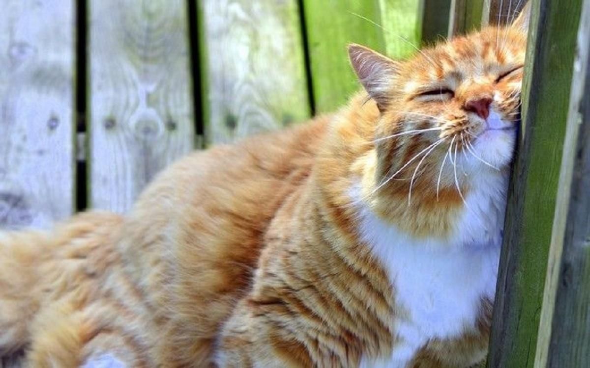 В Украину идет потепление 18 апреля 2021: обещают до +17 градусов В Украину идет потепление 18 апреля 2021: обещают до +17 градусов