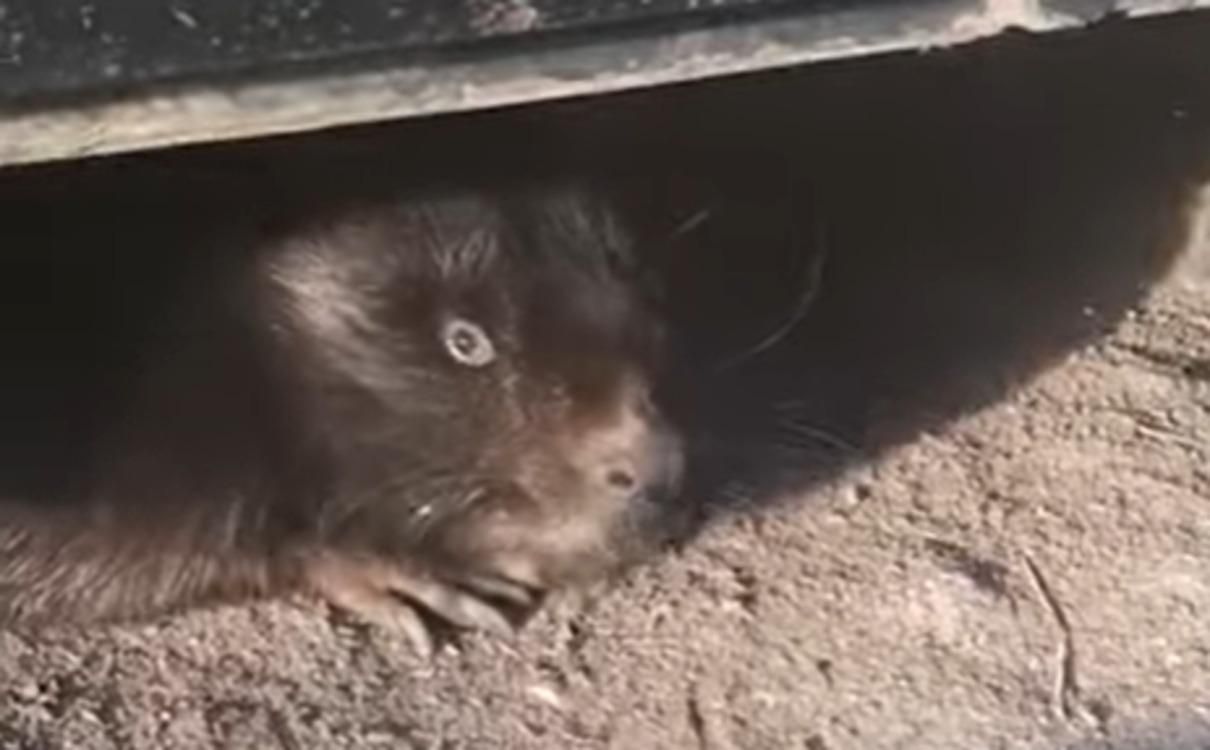 Бобер подолав 2 кілометри і оселився на фасаді пожежної частини Бобер подолав 2 кілометри і оселився на фасаді пожежної частини