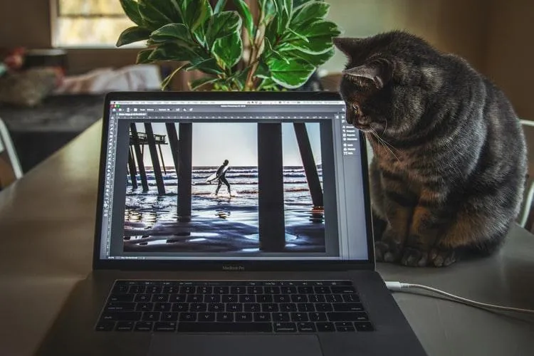 Кіт біля ноутбука