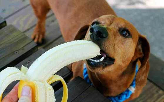 Чимало улюбленців їдять банани із задоволенням