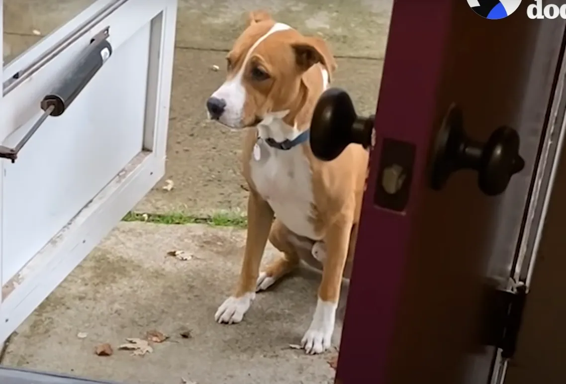 Пес сидел на пороге и отказывался заходить Пес сидел на пороге и отказывался заходить