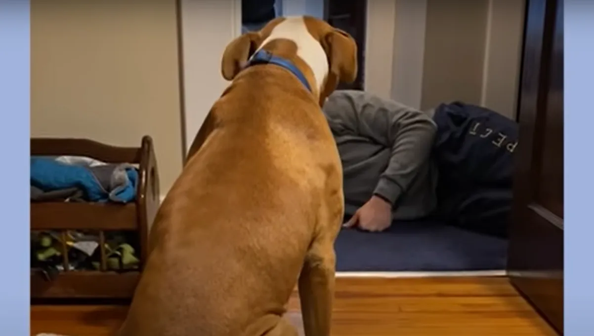 Малыша пришлось уговаривать пройти через дверь Малыша пришлось уговаривать пройти через дверь