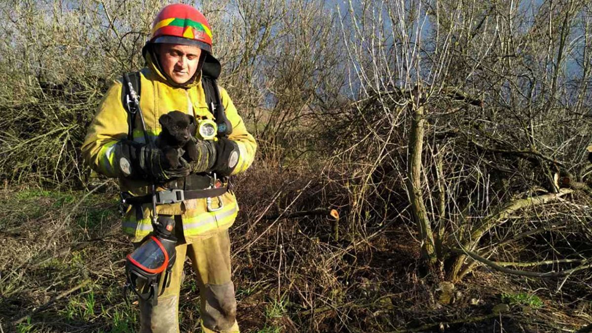 На Днепропетровщине ДСНС вытащили собаку со дна 15-метрового колодца На Днепропетровщине ДСНС вытащили собаку со дна 15-метрового колодца