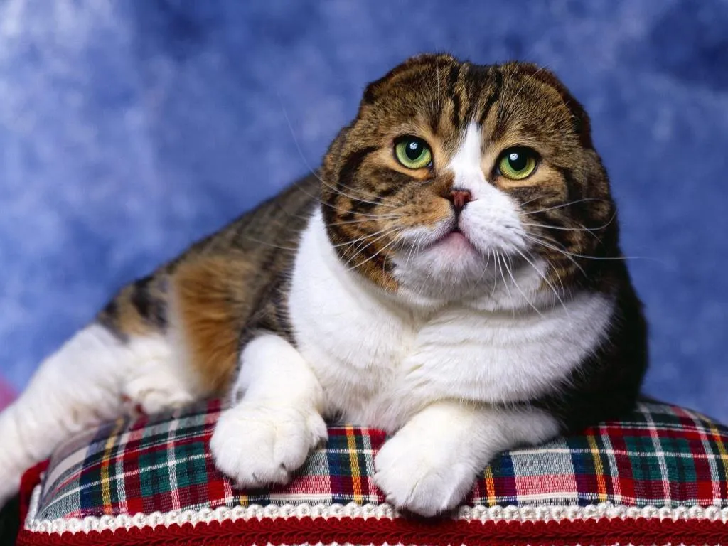 Вислоухие кошки могут иметь дефекты суставов