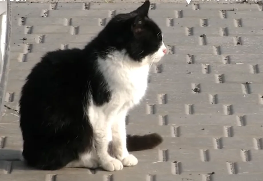 Коти допомагають боротися з мишами Коти допомагають боротися з мишами