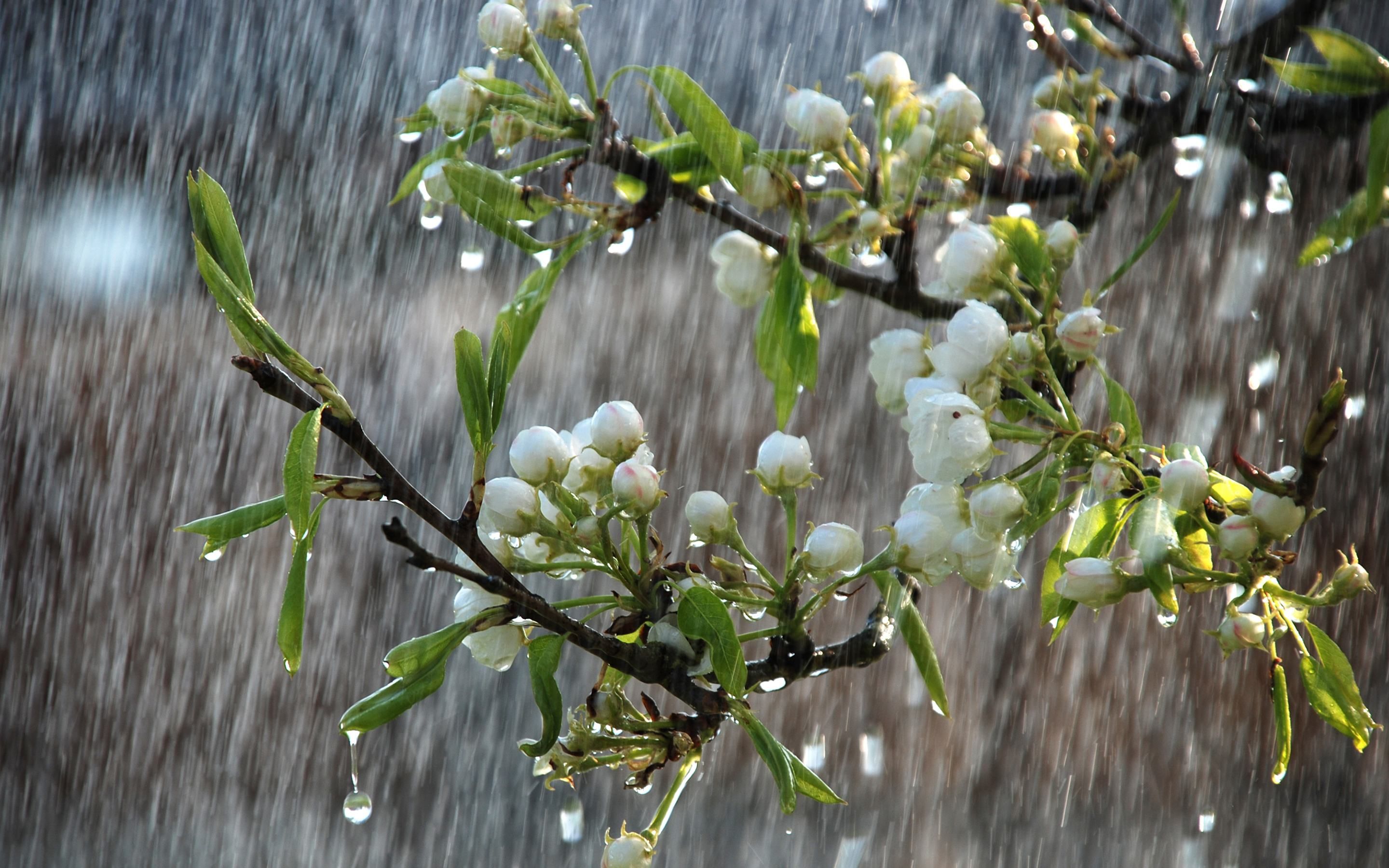 В ближайшие дни Украину накроют дожди и грозы В ближайшие дни Украину накроют дожди и грозы