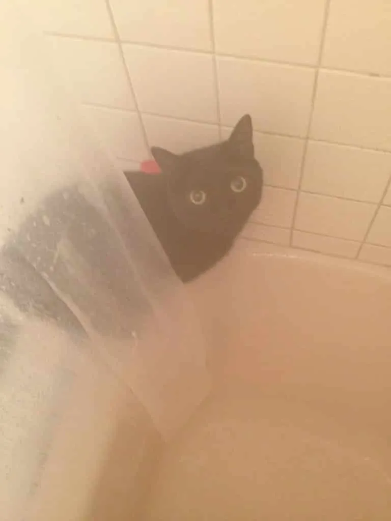 Фото duck.show Фото duck.show