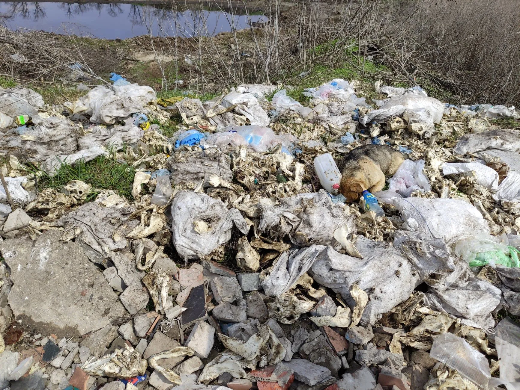 Тварини Кістки Роганська ОТГ Харківщина Волонтери Могильник Тварини Кістки Роганська ОТГ Харківщина Волонтери Могильник