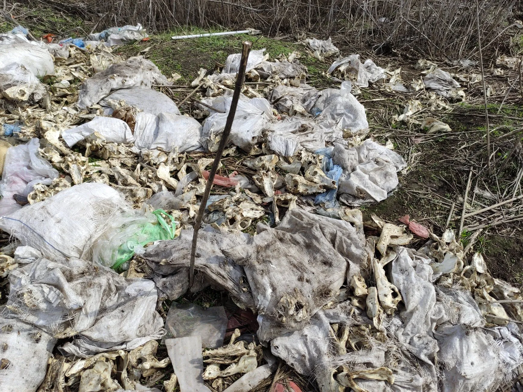 Тварини Кістки Роганська ОТГ Харківщина Волонтери Могильник Тварини Кістки Роганська ОТГ Харківщина Волонтери Могильник