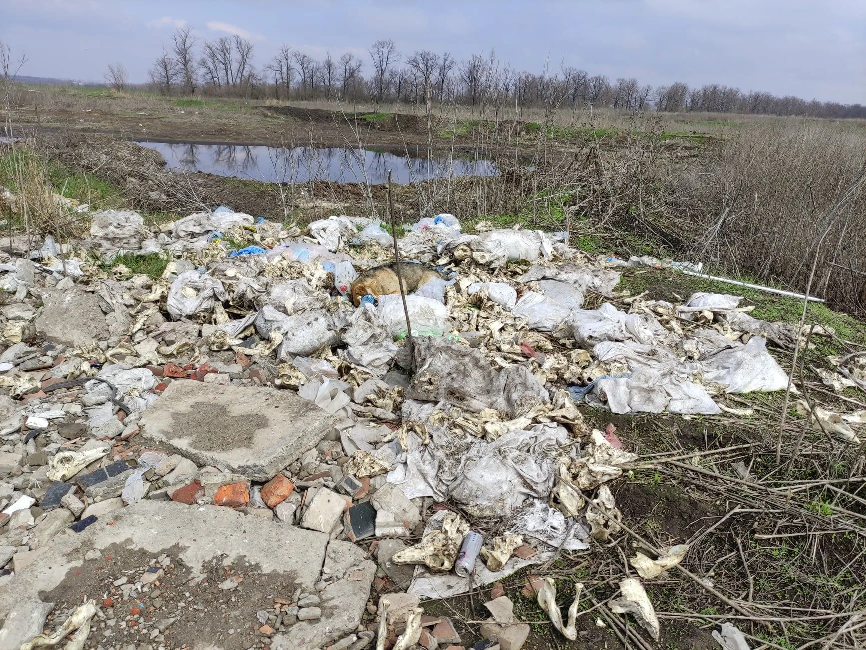 Тварини Кістки Роганська ОТГ Харківщина Волонтери Могильник Тварини Кістки Роганська ОТГ Харківщина Волонтери Могильник