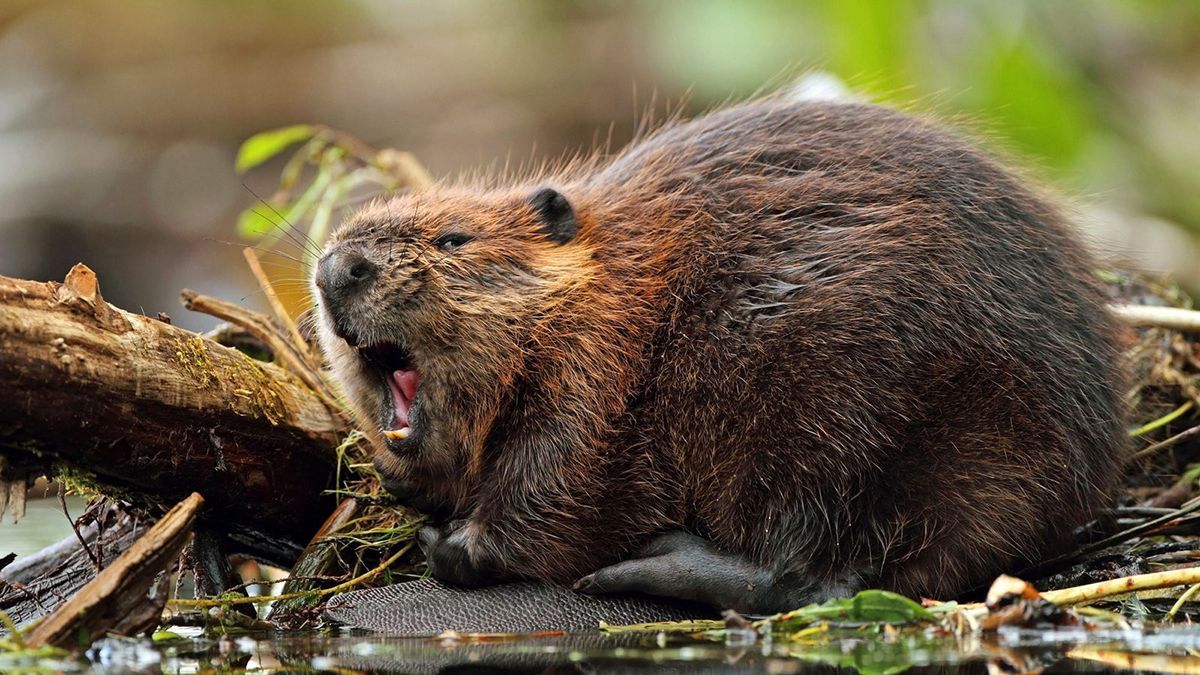 Бобер на Салтовке: как спасали животное в харьковских лужам - видео Бобер на Салтовке: как спасали животное в харьковских лужам - видео