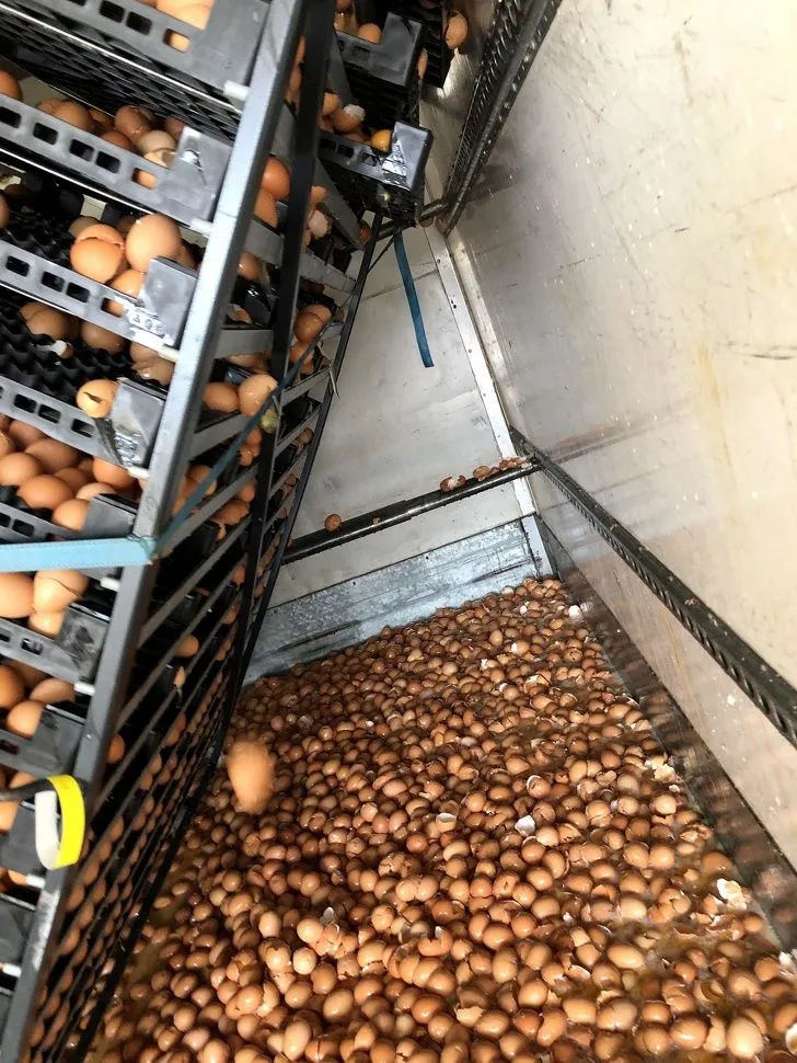 Розбиті яйця Розбиті яйця