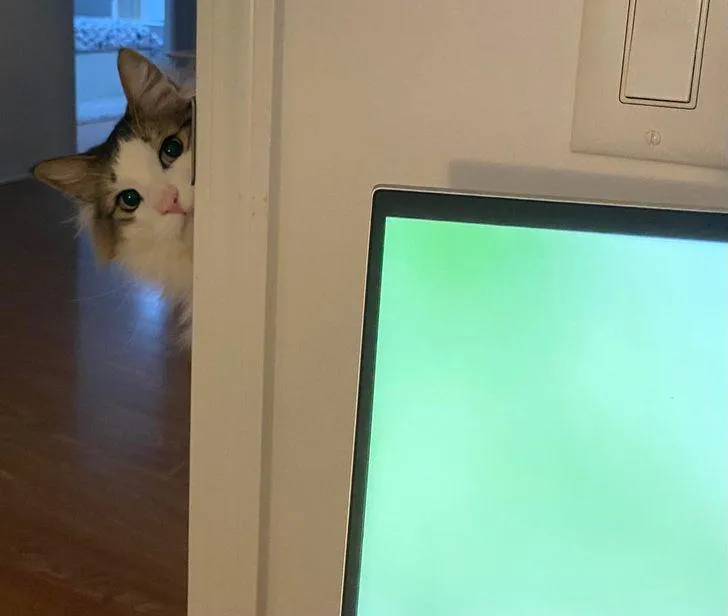 Виглядає мило та водночас трохи страшно Виглядає мило та водночас трохи страшно