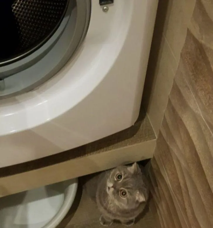 Суворий наглядач за порядком у домі Суворий наглядач за порядком у домі