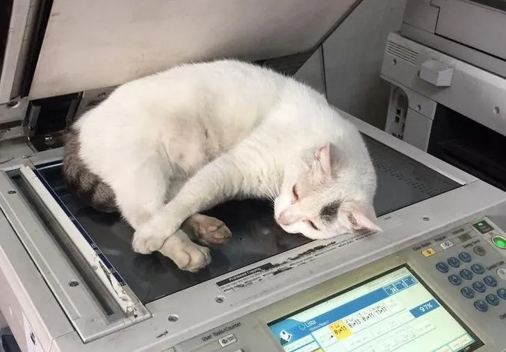 Працює, не покладаючи лапок Працює, не покладаючи лапок