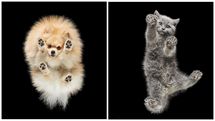 Ніби дрейфують у просторі: литовський фотограф знімає домашніх улюбленців знизу