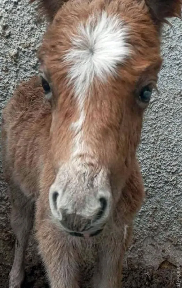Новонароджене лоша поні Новонароджене лоша поні