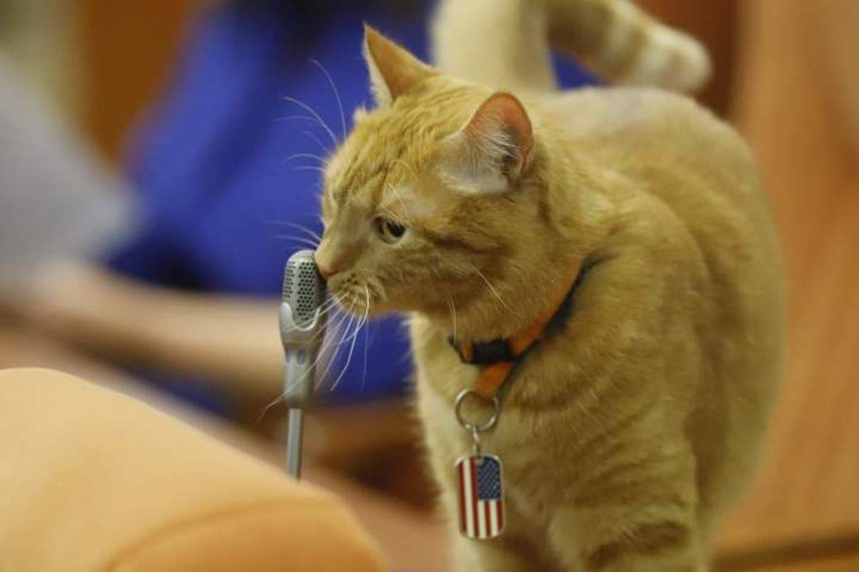 Кіт Байден на сесії Дніпровської ради: фото Кіт Байден на сесії Дніпровської ради: фото