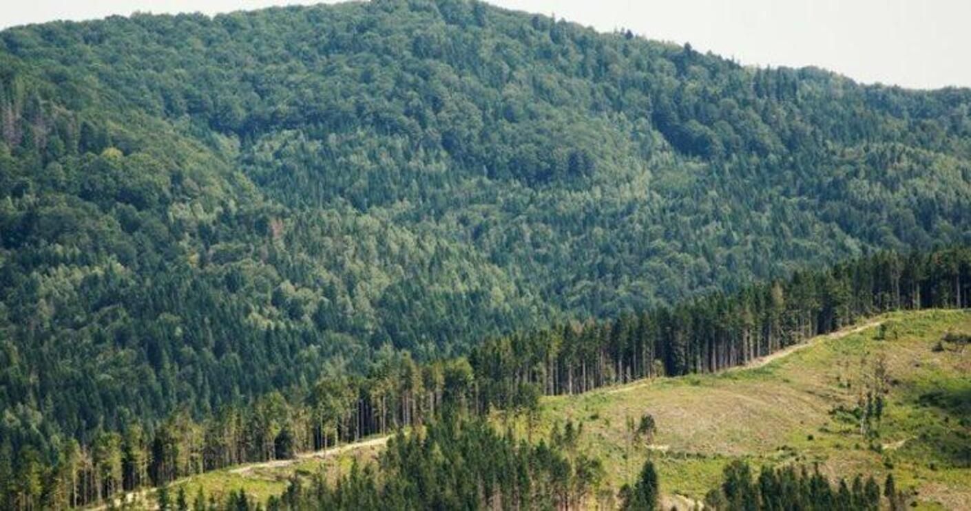 В Украине инвентаризуют леса:  утвердили порядок процедуры