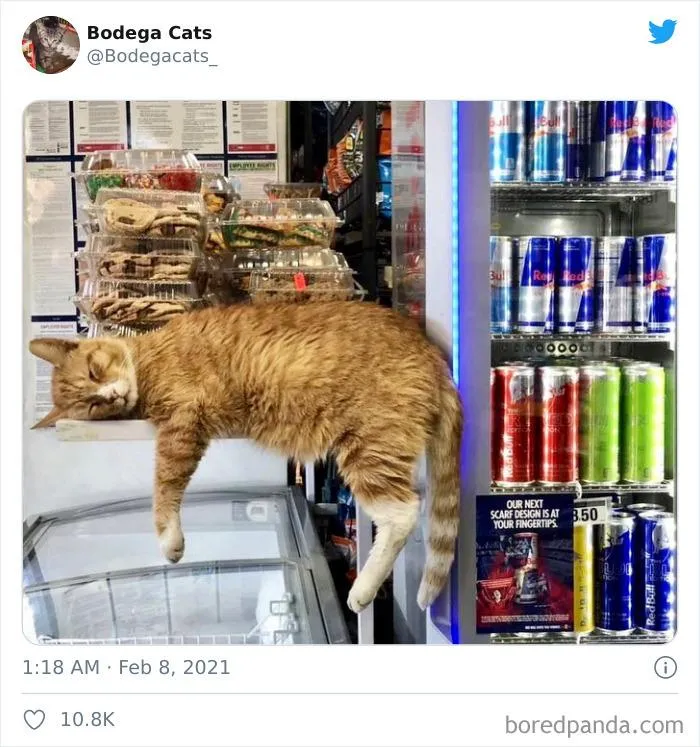 Поличка для кота Поличка для кота