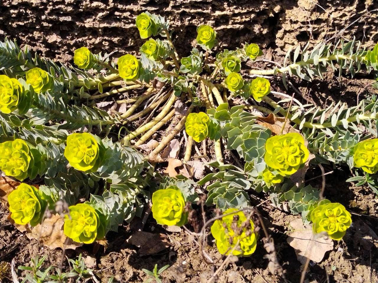 Квіти у ботанічному саду Одеси Квіти у ботанічному саду Одеси