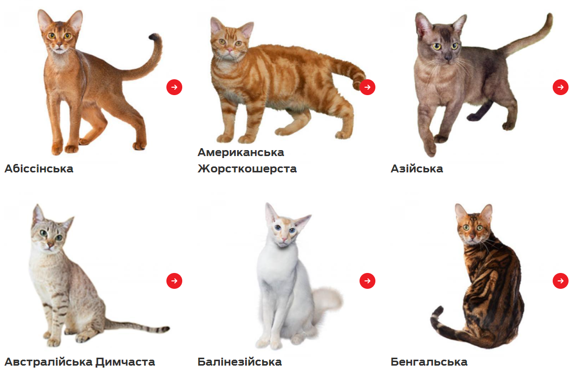 Какая порода кошек подходит вам: пройдите тест и узнайте