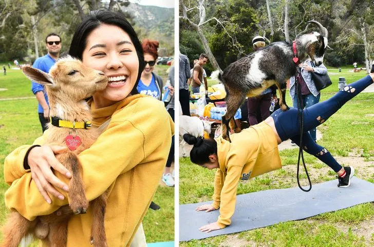 Йога з козенятами Йога з козенятами