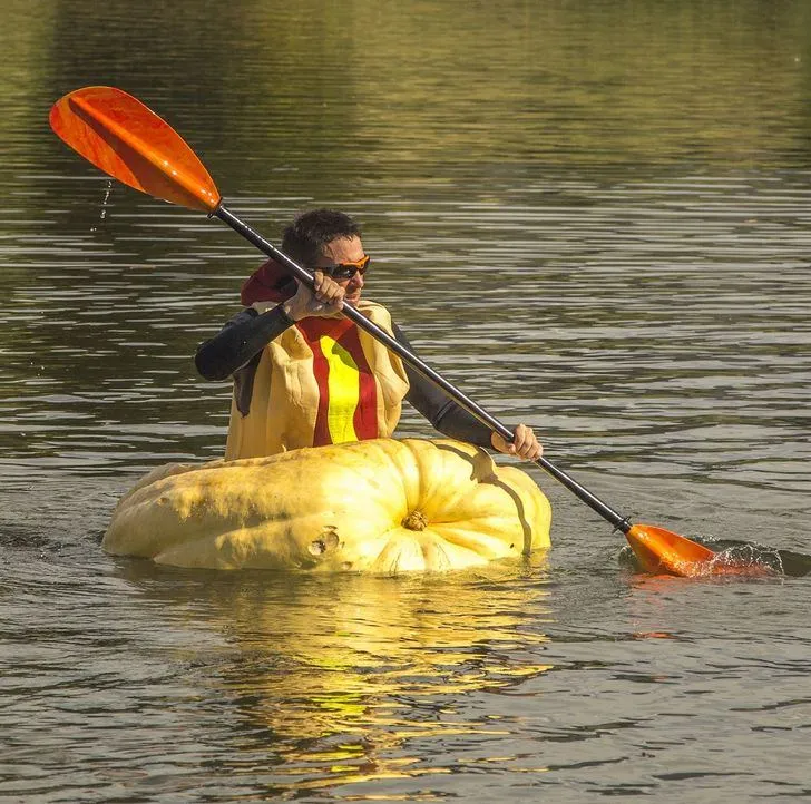 Регата Регата