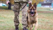Четвероногие охранники: на Львовщине дрессируют собак для пограничников со всей страны