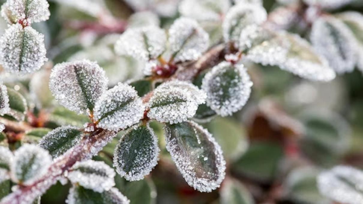 Заморозки 23 апреля 2021 в западных областях Украины Заморозки 23 апреля 2021 в западных областях Украины