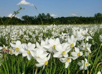 Долина нарцисів: стало відомо, коли розквітне унікальне багатство Закарпаття