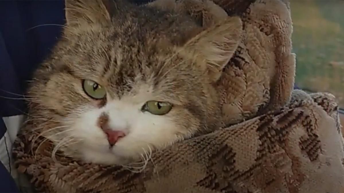 Врятували кота з 18-метрового колодязя на Харківщині: миле відео