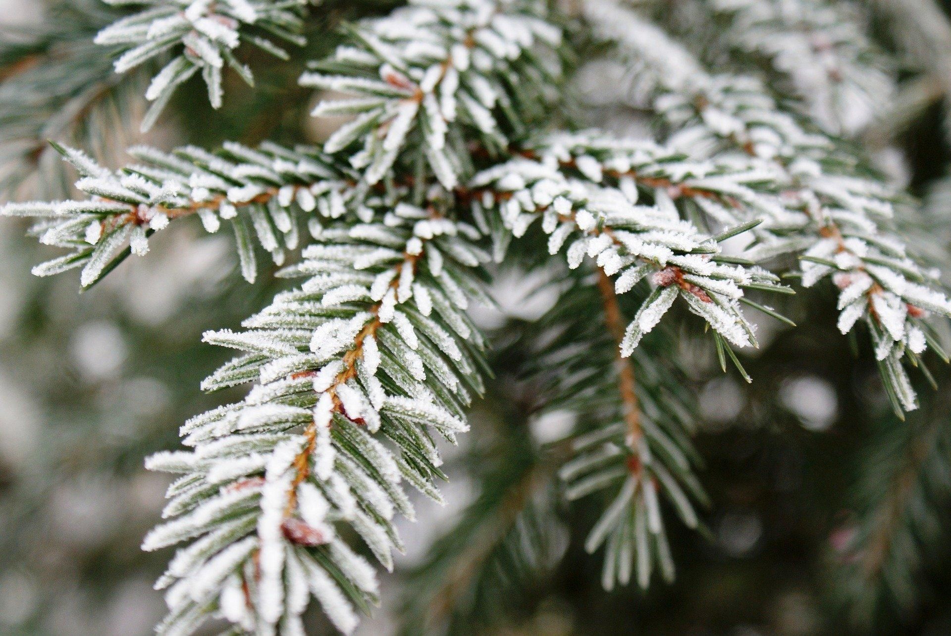 В Україну сунуть сильні заморозки: коли та де чекати негоду В Україну сунуть сильні заморозки: коли та де чекати негоду