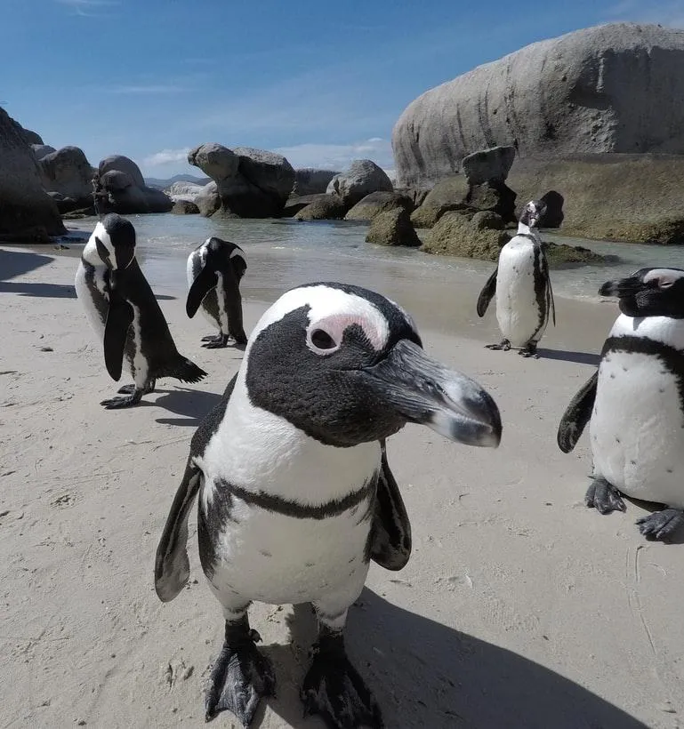 Пінгвінів вважають одним із символів Антарктиди