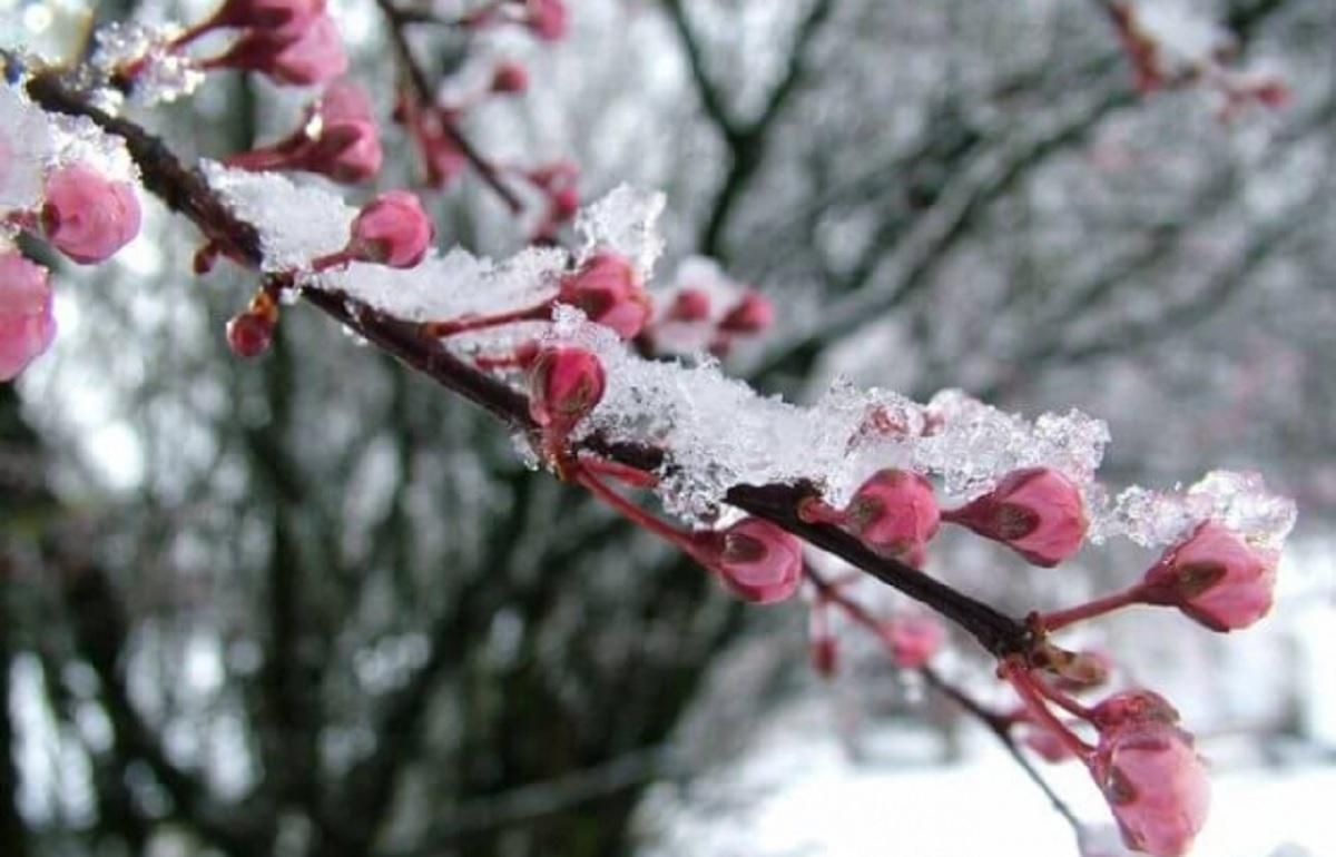 В Украину идут сильные заморозки: где прогнозируют непогоду