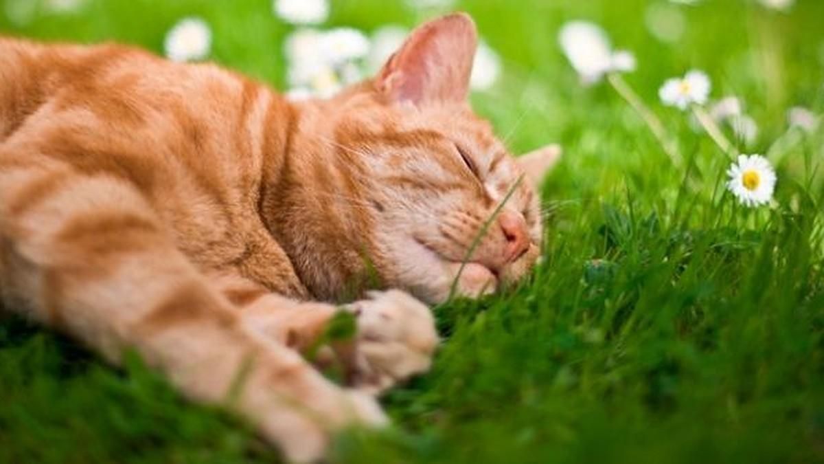 Погода на травень 2021: тепло та нічні заморозки Погода на травень 2021: тепло та нічні заморозки