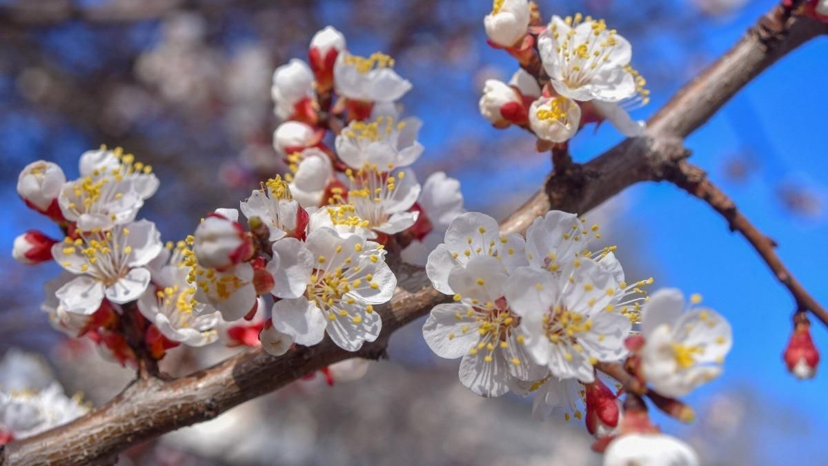 В Украине наконец-то идет потепление: обещают до +20 градусов В Украине наконец-то идет потепление: обещают до +20 градусов