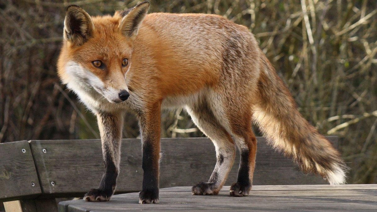 У Києві скажена лисиця покусала жінку У Києві скажена лисиця покусала жінку