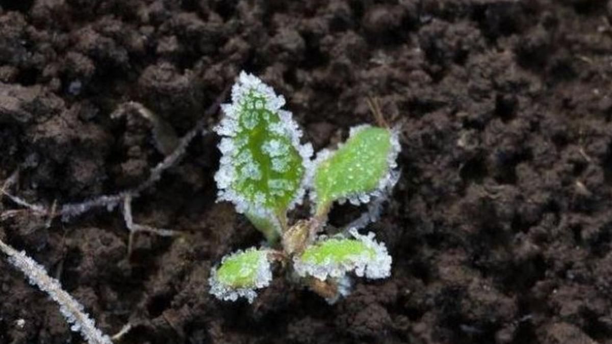 У Києві прогнозують заморозки У Києві прогнозують заморозки