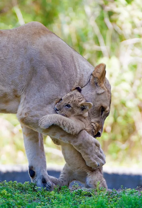 Львица Аша обнимает своего малыша в зоопарке Майами в США