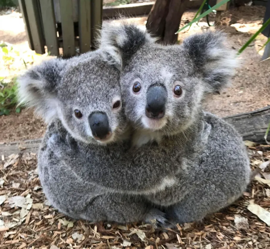 Эти 2 коалы из парка рептилий в Австралии выглядят неразлучными 