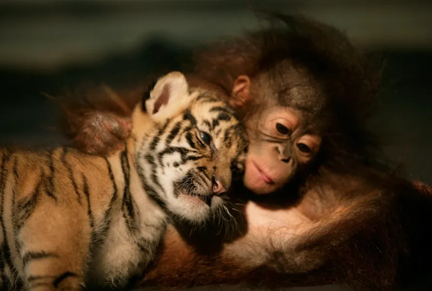 Суматранский тигренок подружилося с пятимесячным орангутангом в ветеринарной клинике в Индонезии 