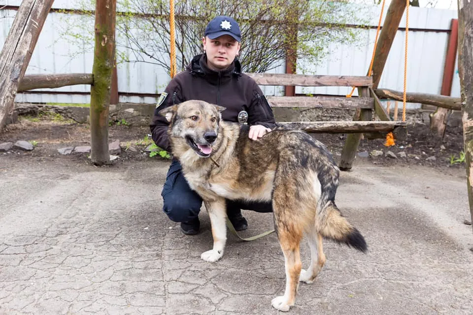 Собака Гордон Собака Гордон