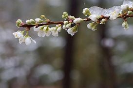Апрель с холодными сюрпризами: в Украине прогнозируют заморозки
