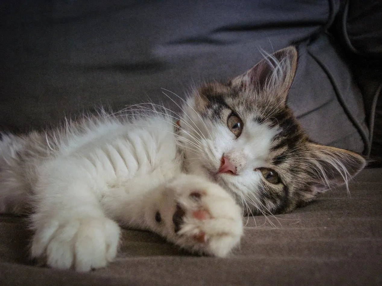 Діти, які ростуть з котами, рідше мають алергію Діти, які ростуть з котами, рідше мають алергію