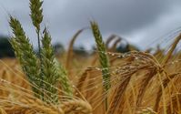 Урожай зернових-2021: Україна може побити історичний рекорд