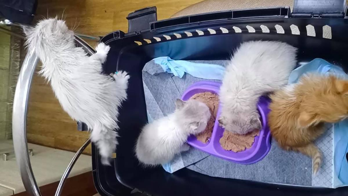 У Дніпрі кошенят викинули у сміттєвий бак в застібнутому рюкзаку У Дніпрі кошенят викинули у сміттєвий бак в застібнутому рюкзаку